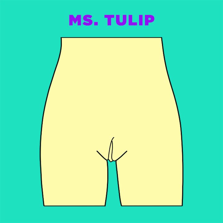 Ms-Tulip-vagina-illustration